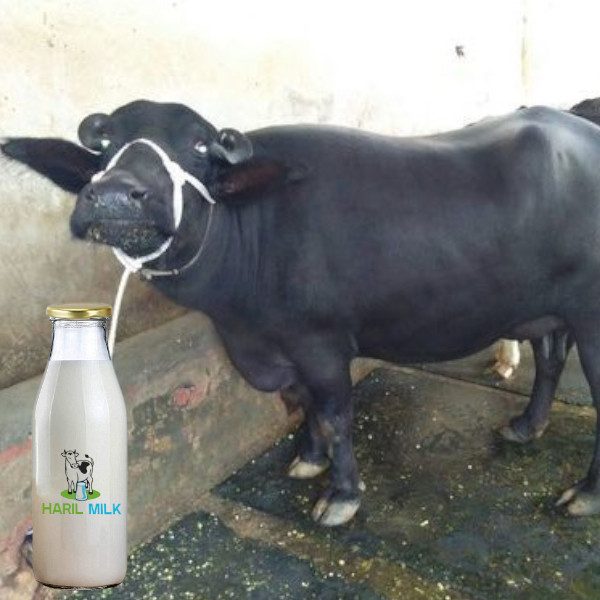 Buffalo Milk